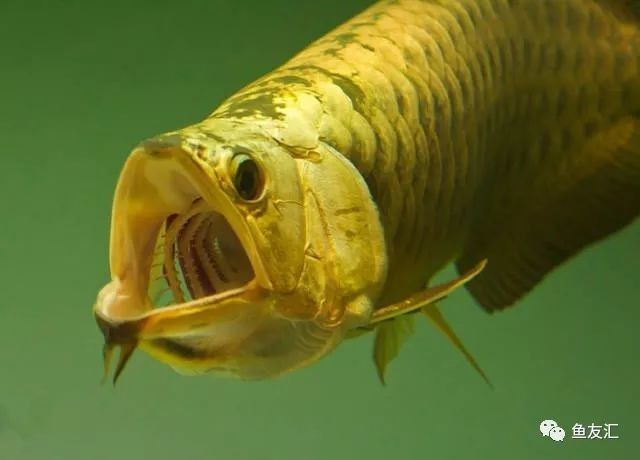 龍魚藍底還是金底好養活 龍魚藍底還是金底好養活 龍魚百科 第5張