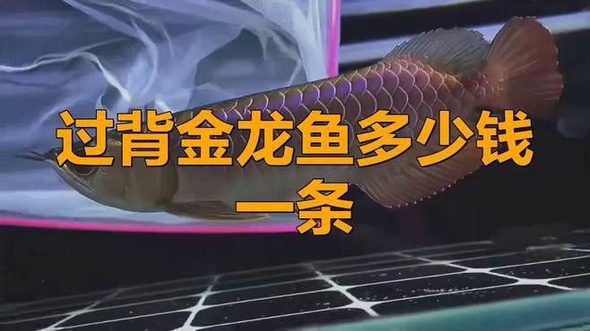 過背金龍的價格范圍 過背金龍的價格范圍 龍魚百科 第1張