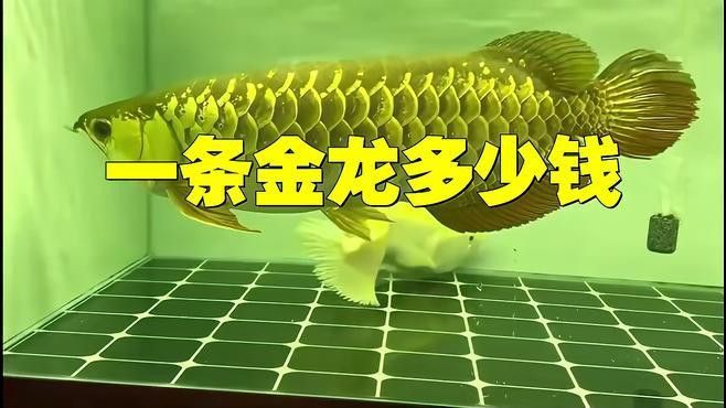 過背金龍的價格范圍 過背金龍的價格范圍 龍魚百科 第7張