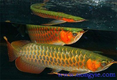 紅龍魚的種類（紅龍魚有幾種，紅龍魚品種大全）