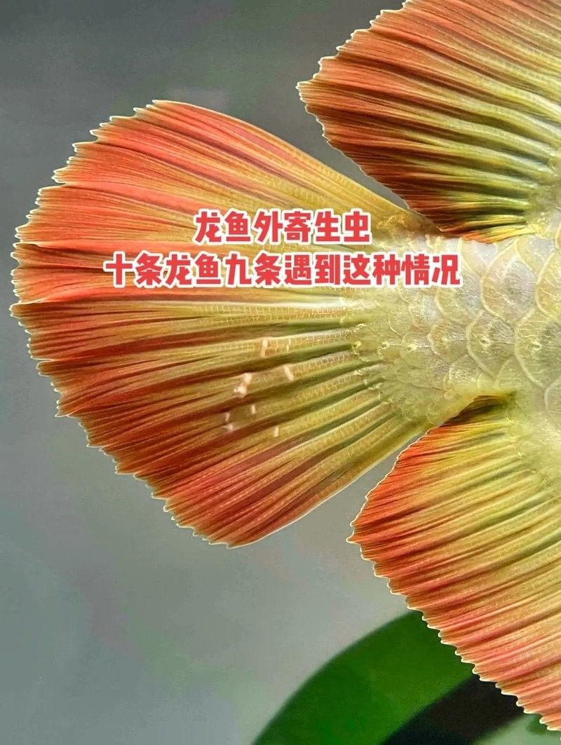 龍魚長蟲用治么