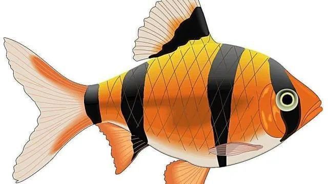 龍魚鰓蟲的癥狀有哪些 龍魚鰓蟲的癥狀有哪些 龍魚百科 第4張