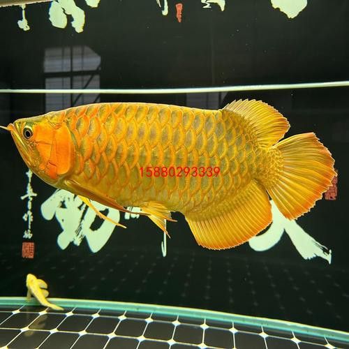 萬(wàn)龍魚百度百科大全圖