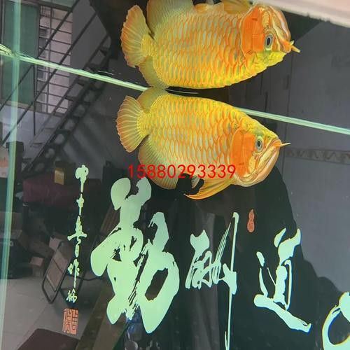 萬(wàn)龍魚百度百科大全圖