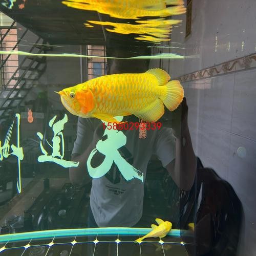 萬(wàn)龍魚百度百科大全圖