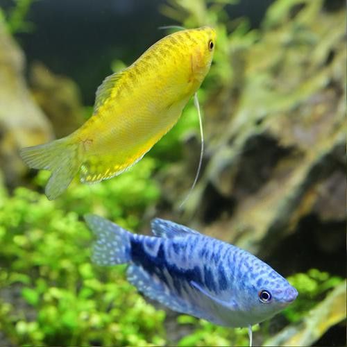 萬(wàn)龍魚百度百科大全圖