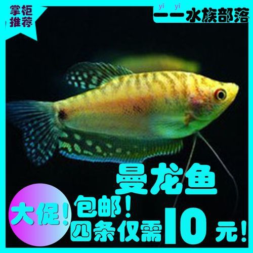 萬(wàn)龍魚百度百科大全圖