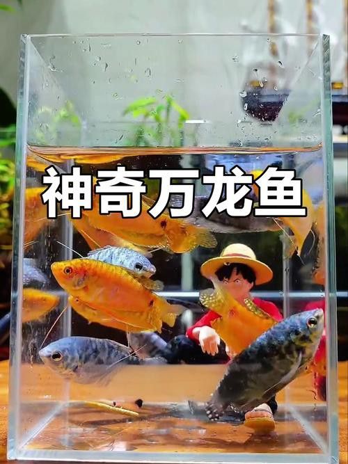 萬(wàn)龍魚百度百科大全圖