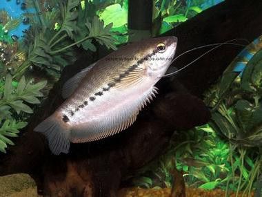 萬(wàn)龍魚百度百科大全圖