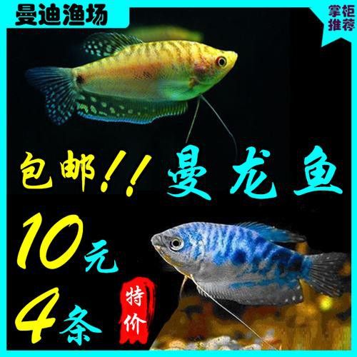 萬(wàn)龍魚百度百科大全圖