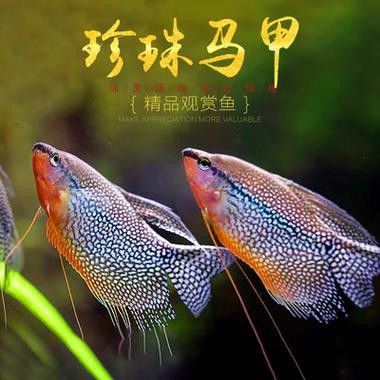 萬(wàn)龍魚百度百科大全圖
