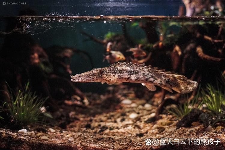 虎斑恐龍魚(yú)繁殖方法和技巧圖片大全