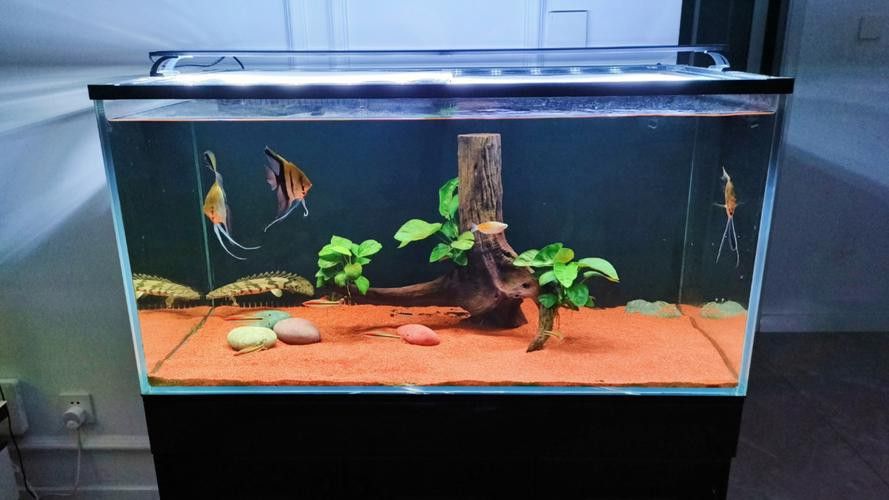 虎斑恐龍魚(yú)繁殖方法和技巧圖片大全