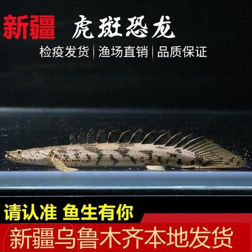 虎斑恐龍魚(yú)繁殖方法和技巧圖片大全