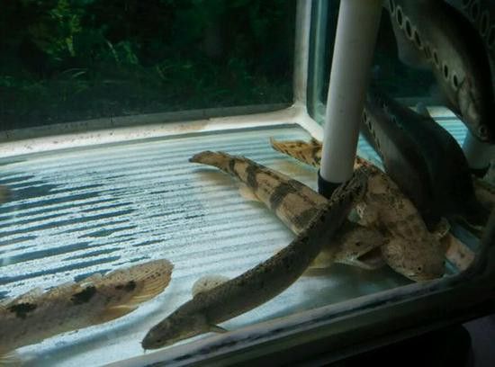 虎斑恐龍魚(yú)繁殖方法和技巧圖片大全