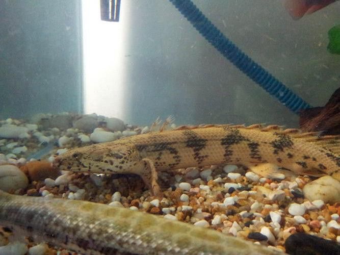 虎斑恐龍魚(yú)繁殖方法和技巧圖片大全