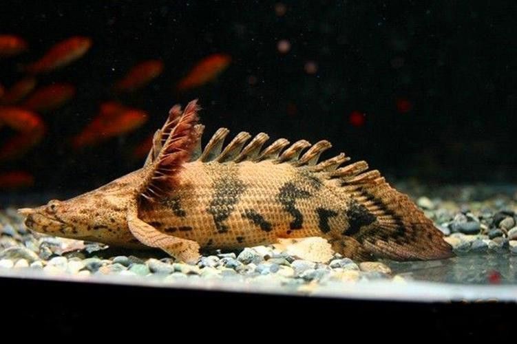 虎斑恐龍魚(yú)繁殖方法和技巧圖片大全
