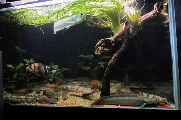 虎斑恐龍魚(yú)繁殖方法和技巧圖片大全