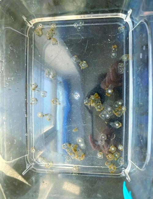 虎斑恐龍魚(yú)繁殖方法和技巧圖片大全