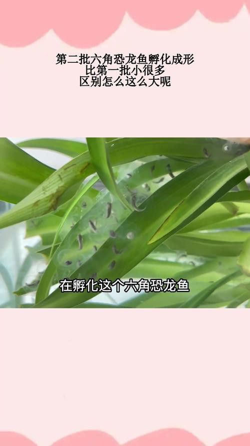 虎斑恐龍魚(yú)繁殖方法和技巧圖片大全