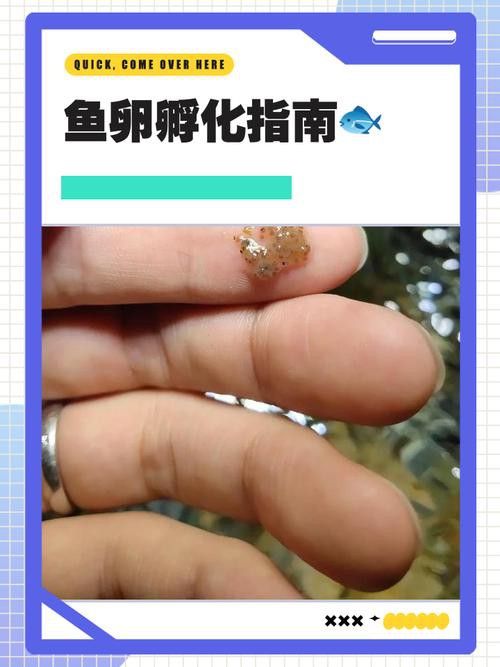 虎斑恐龍魚(yú)繁殖方法和技巧圖片大全