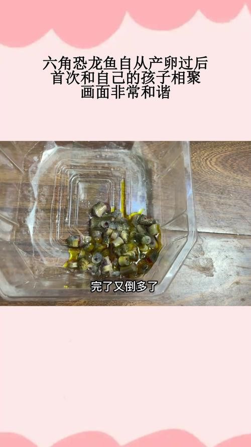 虎斑恐龍魚(yú)繁殖方法和技巧圖片大全