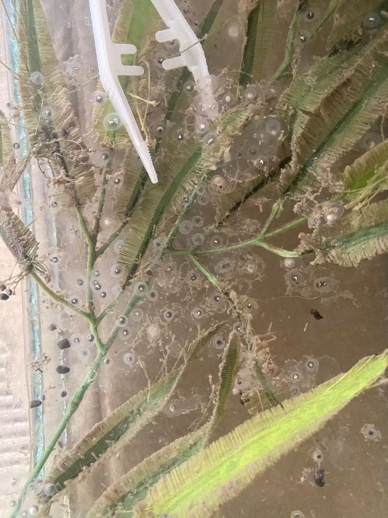 虎斑恐龍魚(yú)繁殖方法和技巧圖片大全