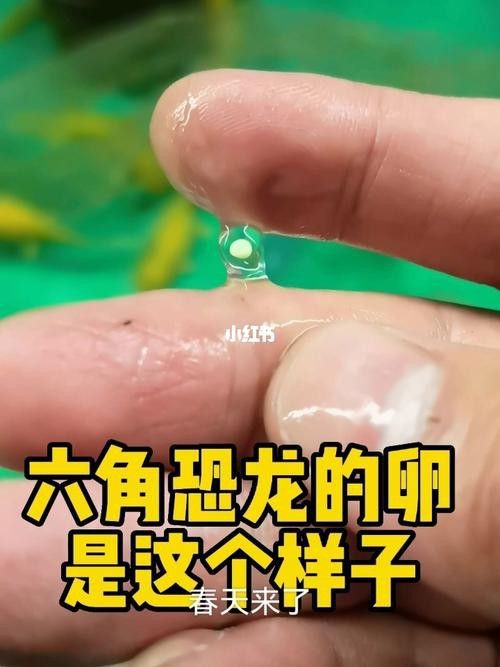 虎斑恐龍魚(yú)繁殖方法和技巧圖片大全