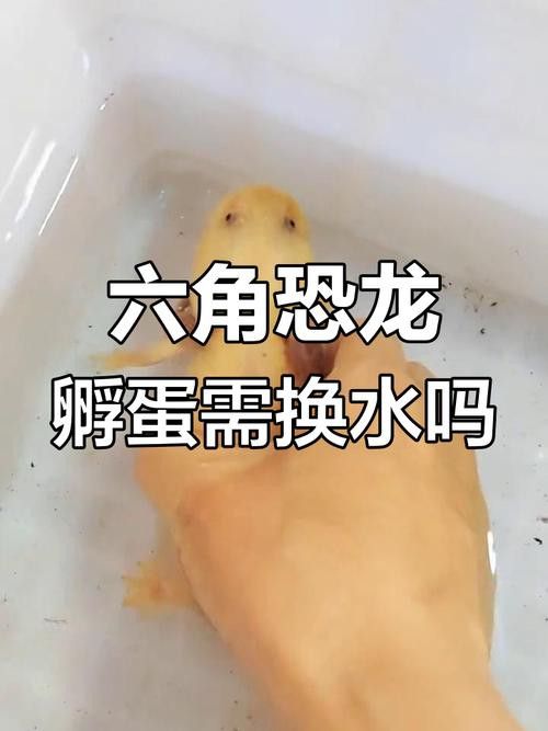 虎斑恐龍魚(yú)繁殖方法和技巧圖片大全