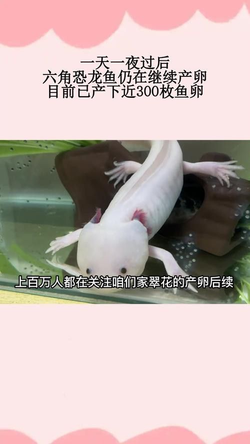 虎斑恐龍魚(yú)繁殖方法和技巧圖片大全