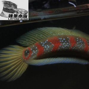 七星魚和雷龍魚的區別在哪（七星魚和雷龍魚在外觀、生活環境、飼養難度、繁殖習性和經濟價值）