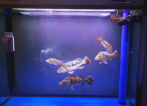 龍魚和水虎魚能混養嗎圖片 龍魚和水虎魚能混養嗎圖片 龍魚百科 第9張