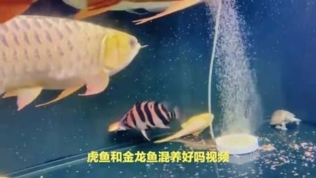 龍魚和水虎魚能混養嗎圖片 龍魚和水虎魚能混養嗎圖片 龍魚百科 第16張