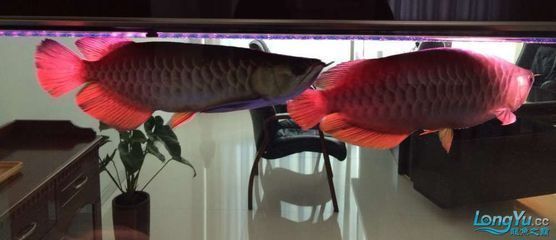 龍魚招財貓魚混養(yǎng)怎樣喂食：龍魚與招財貓魚的混養(yǎng)需要特別的飲食安排