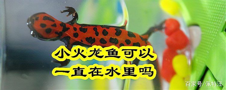 小火龍蠑螈的最佳水溫是多少？