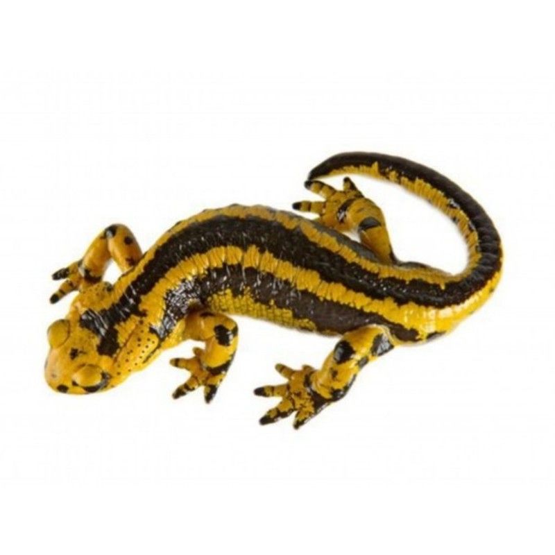 小火龍蠑螈的最佳水溫是多少？