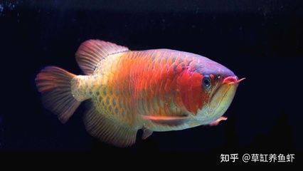 龍魚喂食什么：龍魚喂食指南，龍魚幼魚適宜的飼料有哪些？