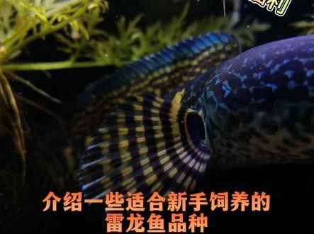 養雷龍魚需要多大的魚缸呢