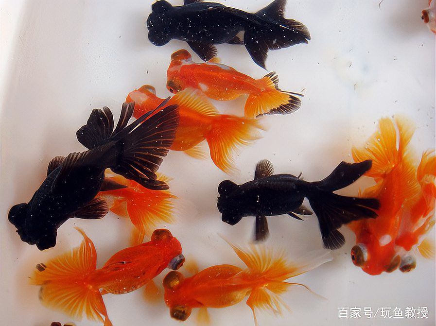 紅龍魚(yú)什么樣的好看好養(yǎng)