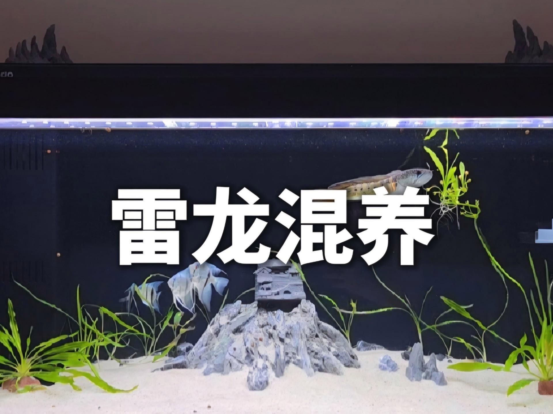 雷龍魚可以和其他什么魚混養(yǎng)？