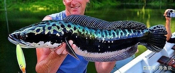 雷龍魚可以和其他什么魚混養(yǎng)？