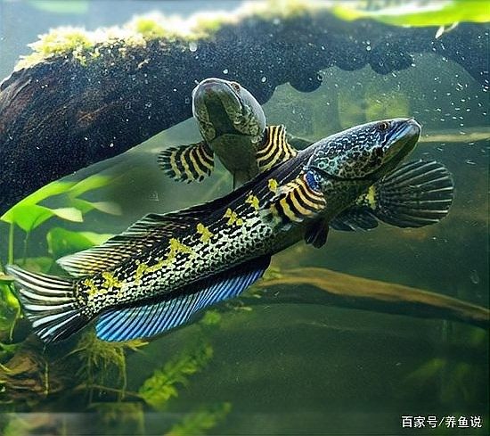 雷龍魚可以和其他什么魚混養(yǎng)？