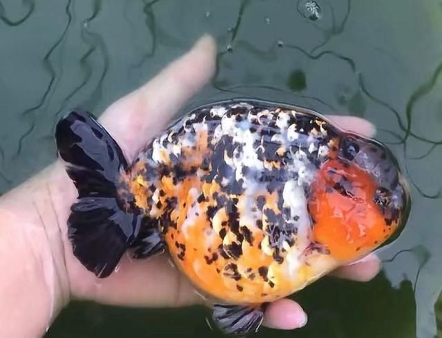 金魚增紅的最好方法