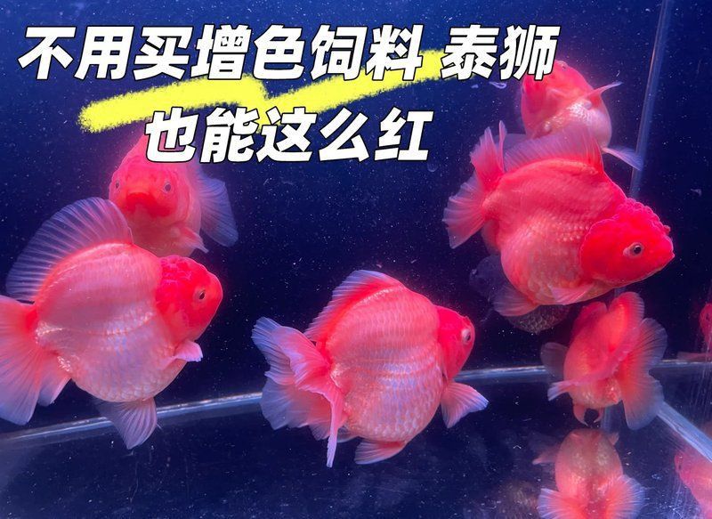 金魚增紅的最好方法