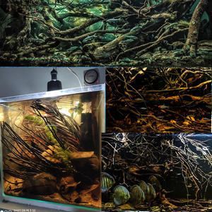 龍魚缸造景案例：杭州萬龍魚缸造景設計龍魚缸造景設計龍魚缸造景案例