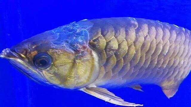 龍魚傷口感染多久會死？