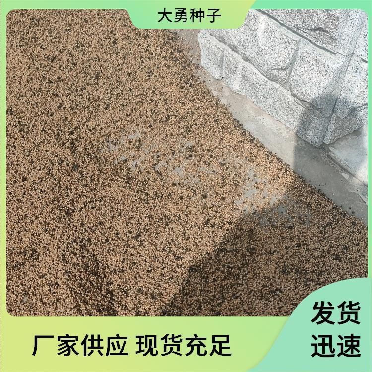 老虎姜苗多少一株