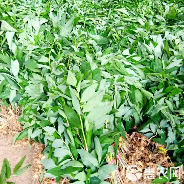 老虎姜苗多少一株