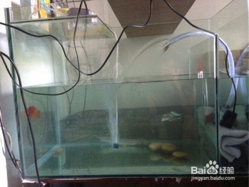 紅龍魚(yú)怎么養(yǎng)方法介紹視頻大全教程下載（紅龍魚(yú)怎么養(yǎng)方法介紹視頻大全教程下載）