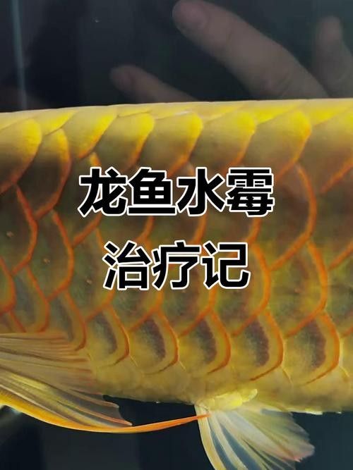 金龍魚黑鱗是怎么回事 金龍魚黑鱗是怎么回事 龍魚百科 第4張